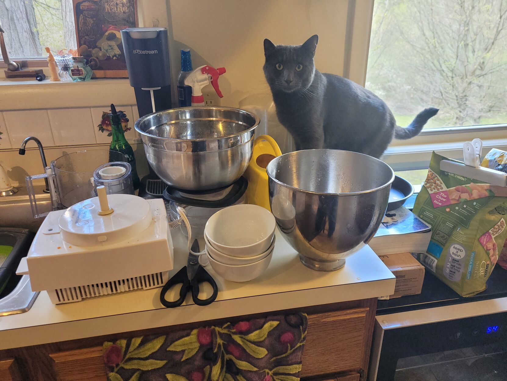 Rudy the Cat